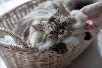Fototapeta na wymiar Cat in the basket. Persian Cat kitten cute sitting in the basket at home. Close up, copy space.