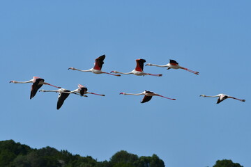 birds flamingo Phoenicopterus roseus here in Gialova lagoon in Greece © gallas