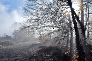 Die Sonne kämpft sich durch den Wald und löst mit ihren Strahlen die letzten Nebelreste auf
