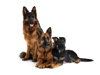 german shepherds in studio