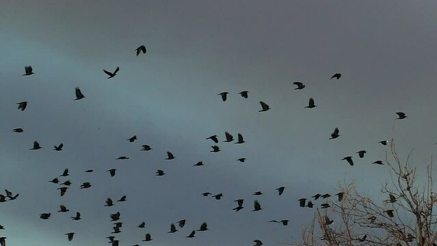 A flock of birds like ravens, crooks or crows take off. Slow Motion Footage of flock of crows, take off from tree  into gloomy sky.Slow Motion Natural background for design of Black crows.