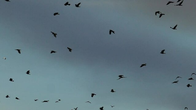 Dark cloudy landscape with flock of crows. Slow Motion Footage of  cloudy sky with flying black birds. Natural birds background for design.