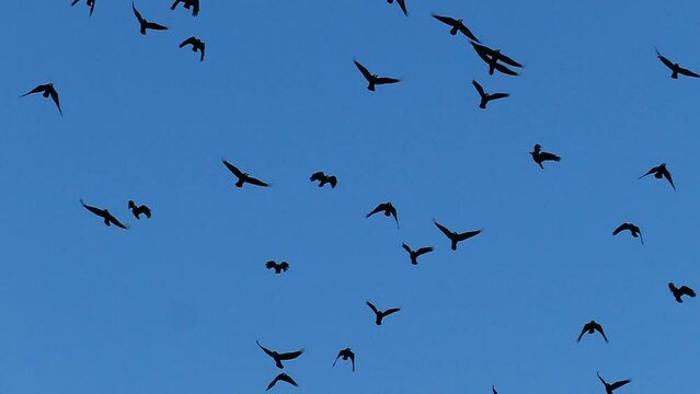 Silhouettes of a flock of crows flying up the blue sky in slow motion. Natural  Blue Sky Background with Birds. Peaceful sky with birds concept. Migration concept.
