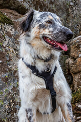 Perro mestizo de color blanco con pintas negras y arnés.