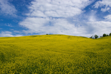 Fototapeta premium Collina con Fiori