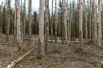 Waldsterben durch Sturm, Trockenheit und Borkenkäfer