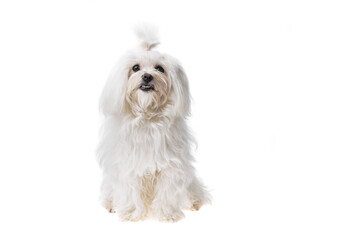 Beautiful and cute white bichon maltese dog over isolated background. Studio shoot of purebreed bichon puppy.