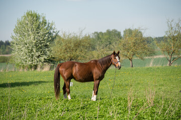 Horse on nature. Portrait of a horse, brown horse