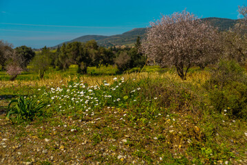 KIZLAN, MUGLA, TURKEY: Spring landscape with a view of the flowering almond tree in the village of Kizlan.