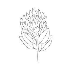 Protea flower, large bud drawn with lines. Isolated bud on a branch. For invitations and valentines