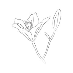 Lily flower, two buds, drawn with lines. Isolated bud on a branch. For invitations and valentines