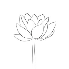 Lotus flower, large bud drawn with a line. Isolate of an open water lily. Doodle drawing of lotus for invitations, stamps or stationery