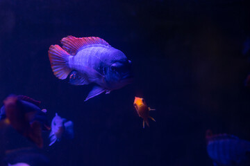Nice violet red orange colored sea aquarium fish