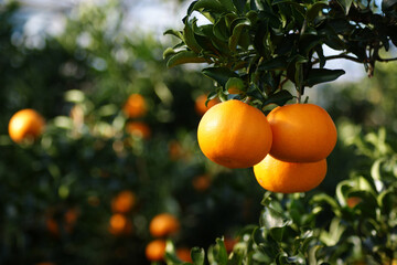 Tangerines on branches are being cooked.