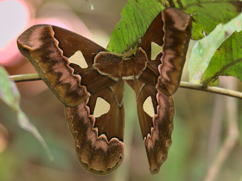 Polilla