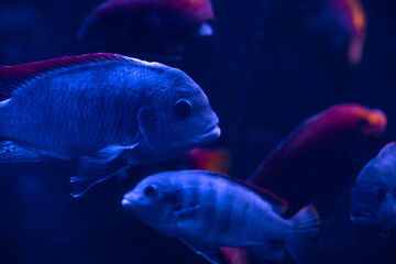 Nice violet red orange colored sea aquarium fish