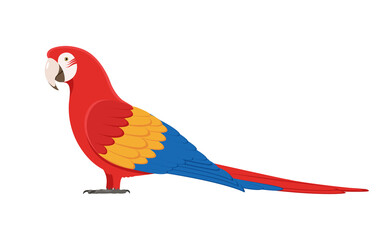 Vector macaw parrot