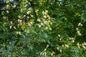 Koelreuteria paniculata, savonnier