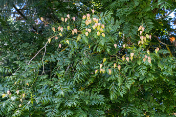 Koelreuteria paniculata, savonnier