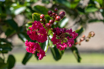 Lagerstroemia indica, lilas des Indes