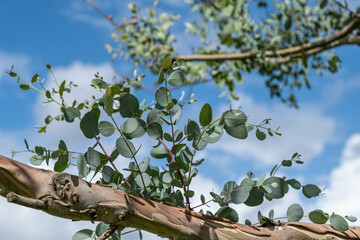Eucalyptus gunnii