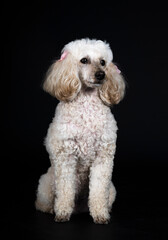 poodle in studio