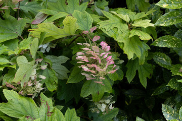 Hydrangea quercifolia, hortensia à feuilles de chêne