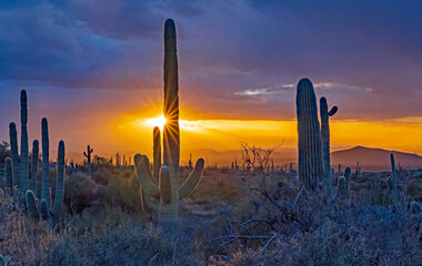 Setting Sun In A North Scottsdale Desert Preserve With Saguaro Cactus
