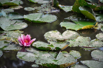 water lily on a lake surrounded  by lily pads.