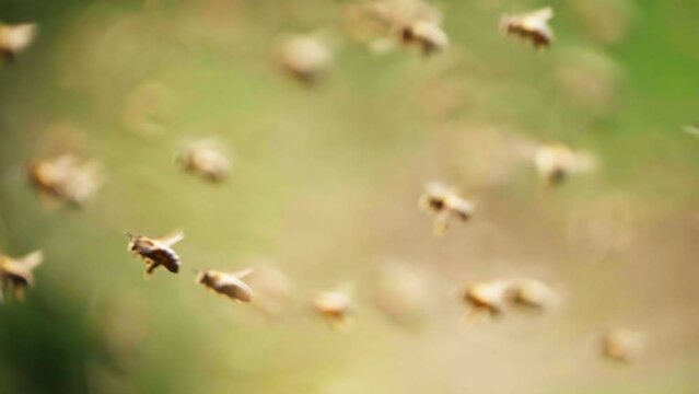 swarm of honey bee flying