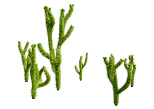 3D Rendering Cholla Cactus On White