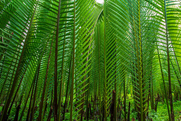 Rain forest banner background. Green palm leaves in tropical rainforest. Dioon edule Plant, also known as chestnut dioon, palma de la virgen, Cycad palm