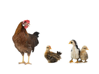  hen and chick isolated on a white background.