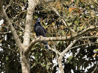 Black Hawk-Eagle - Spizaetus tyrannus – gavião-pega-macaco