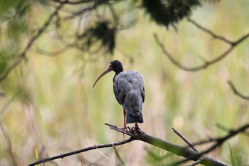 Fototapeta premium Coquito