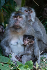 A family of Balinese long-tailed macaque monkeys sits on a forest floor while a baby nurses from its mother's breast.