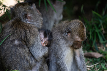 A family of Balinese long-tailed macaque monkeys sits on a forest floor while a baby nestles in the arms of its mother.