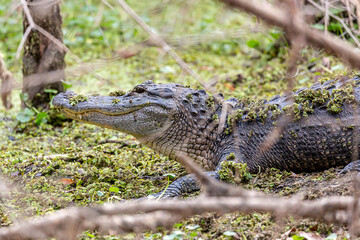 Alligator on land hunting prey near water.