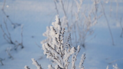 frost on grass