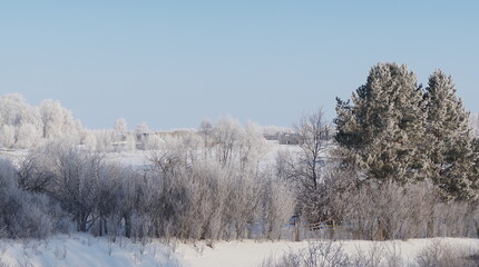 snow covered trees in winter