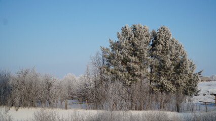 trees in the snow