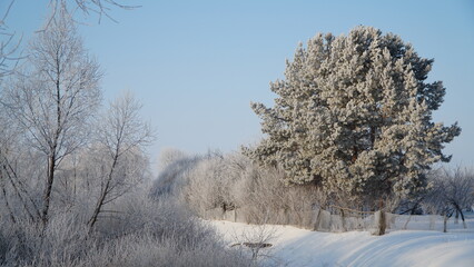 landscape with trees