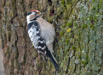 Adult male Lesser spotted woodpecker (Dryobates minor) looking for a food in the bark of old tree