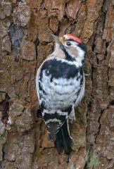 Backview of male Lesser Spotted Woodpecker (Dryobates minor) posing on a big bark tree
