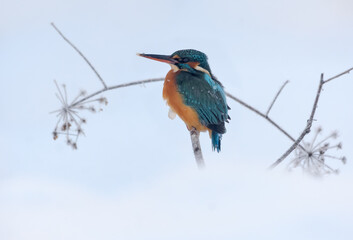 Common kingfisher (Alcedo atthis) perched for hunting in snowy and cold harsh winter time 