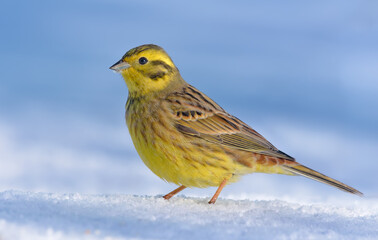 Shiny male Yellowhammer (Emberiza citrinella) stands posing and puffing on the snow ground in warm winter