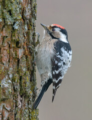Male Lesser spotted woodpecker (Dryobates minor) inspecting a bark of big tree for food