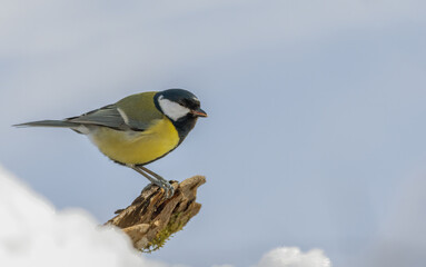 bird, natur, gelb, wild lebende tiere, ast, blau, tier, wild, schnabel, bunt