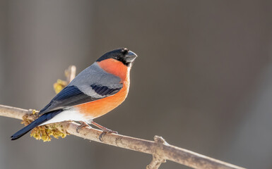 bird, natur, tier, wild lebende tiere, schnabel, ast, robin, wild, bird,