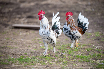 Beautiful motley rooster walks around the yard in village